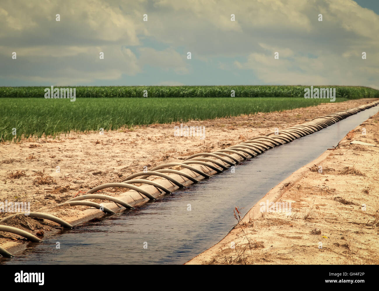 Campo de maíz irrigado por los tubos del sifón de una zanja llena de agua. Norte Central de Colorado, Estados Unidos. Retro buscar instagram. Foto de stock