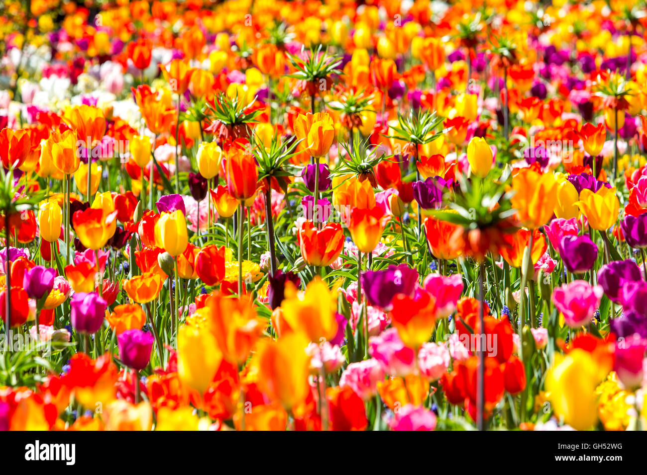 Muchos tulipanes en un lecho de flores de campo, cultivo de flores, área creciente en los Países Bajos, cerca de Lisse, colorido, Foto de stock