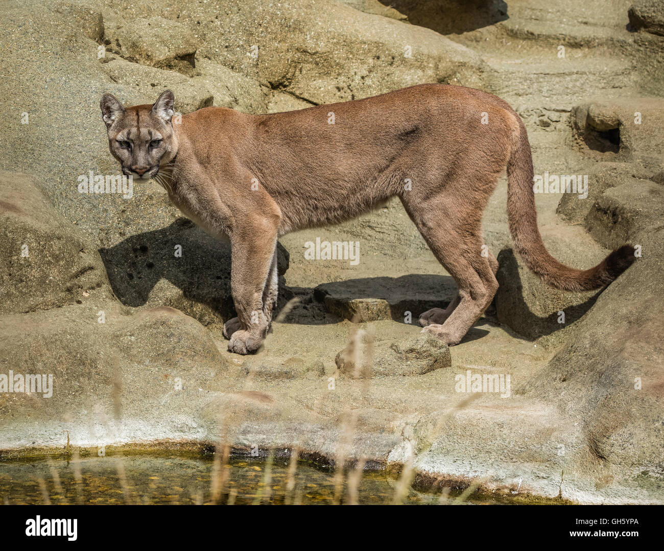 Captura todo el cuerpo de un león de montaña o Puma big cat en las rocas  cerca de un estanque. La vista lateral está activado Fotografía de stock -  Alamy