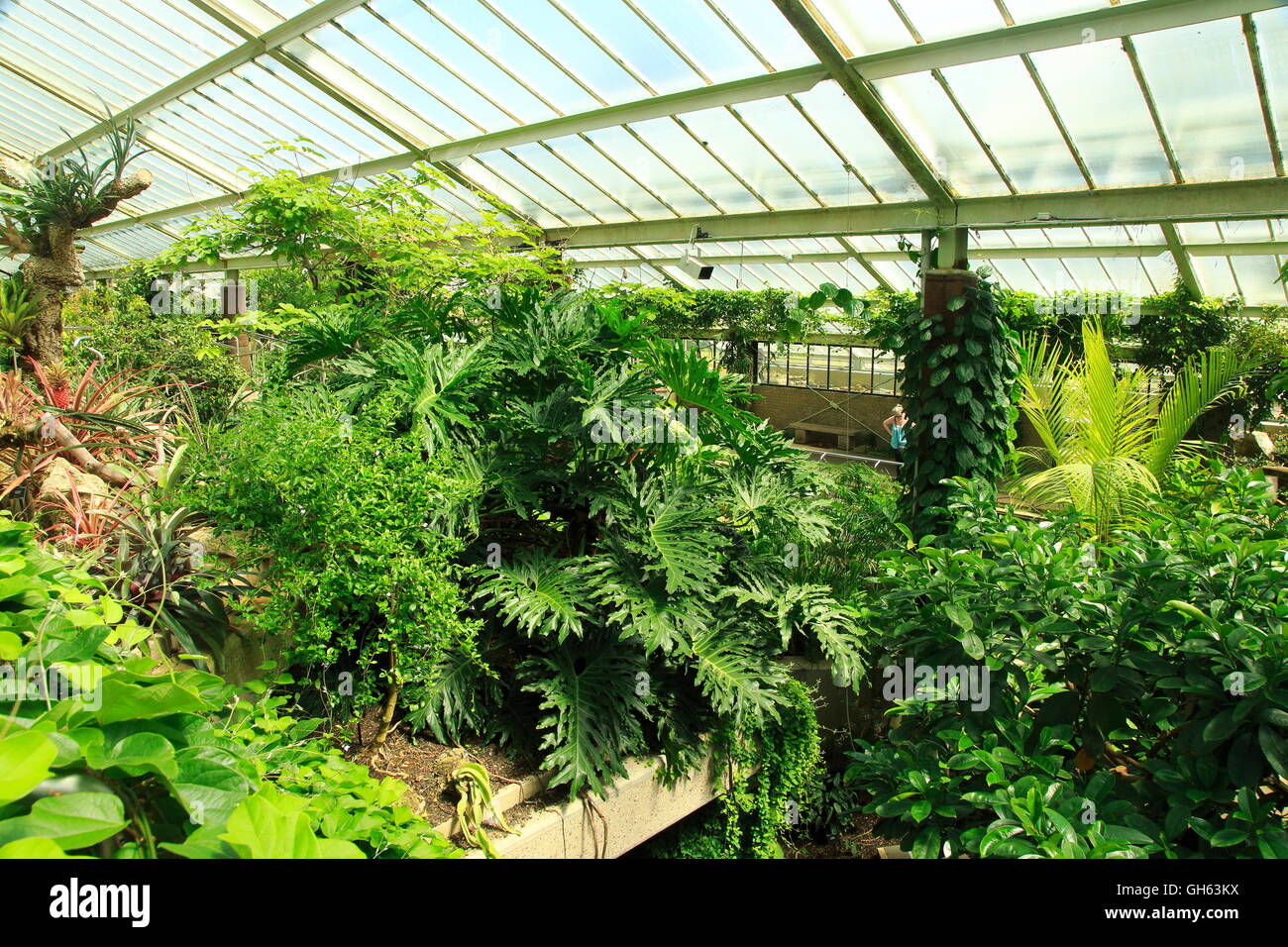 Entorno de selva tropical en el Princess of Wales conservatory, Royal Botanic Gardens, Kew, Londres, Inglaterra, Reino Unido. Foto de stock