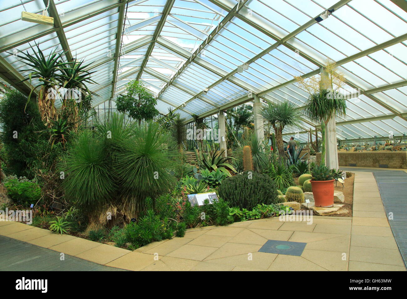 Las plantas del desierto en el Princess of Wales conservatory, Royal Botanic Gardens, Kew, Londres, Inglaterra, Reino Unido. Foto de stock