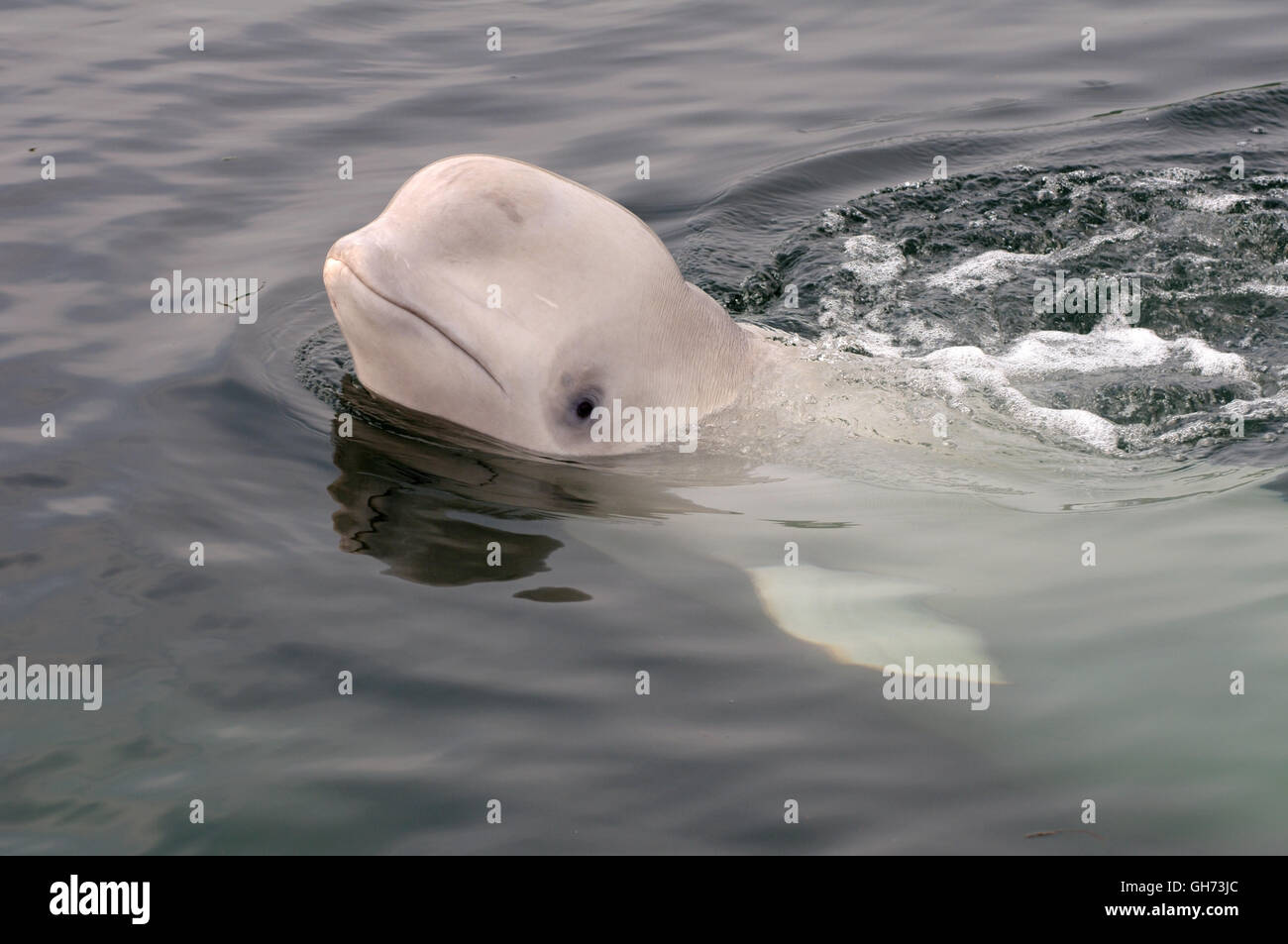 Retrato Joven Ballena Beluga O Ballena Blanca Delphinapterus Leucas En Northen Oceano Pacifico Extremo Oriente Fotografia De Stock Alamy Retrato Joven Ballena Beluga O Ballena Blanca Delphinapterus Leucas En Northen Oceano Pacifico Extremo Oriente Fotografia De Stock Alamy