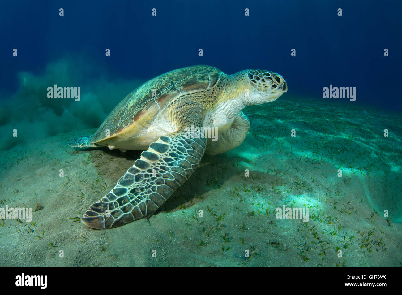 Tortuga Verde del Pacífico o tortuga verde (Chelonia mydas) se desplaza sobre fondo de arena, Mar Rojo, Egipto, África Foto de stock
