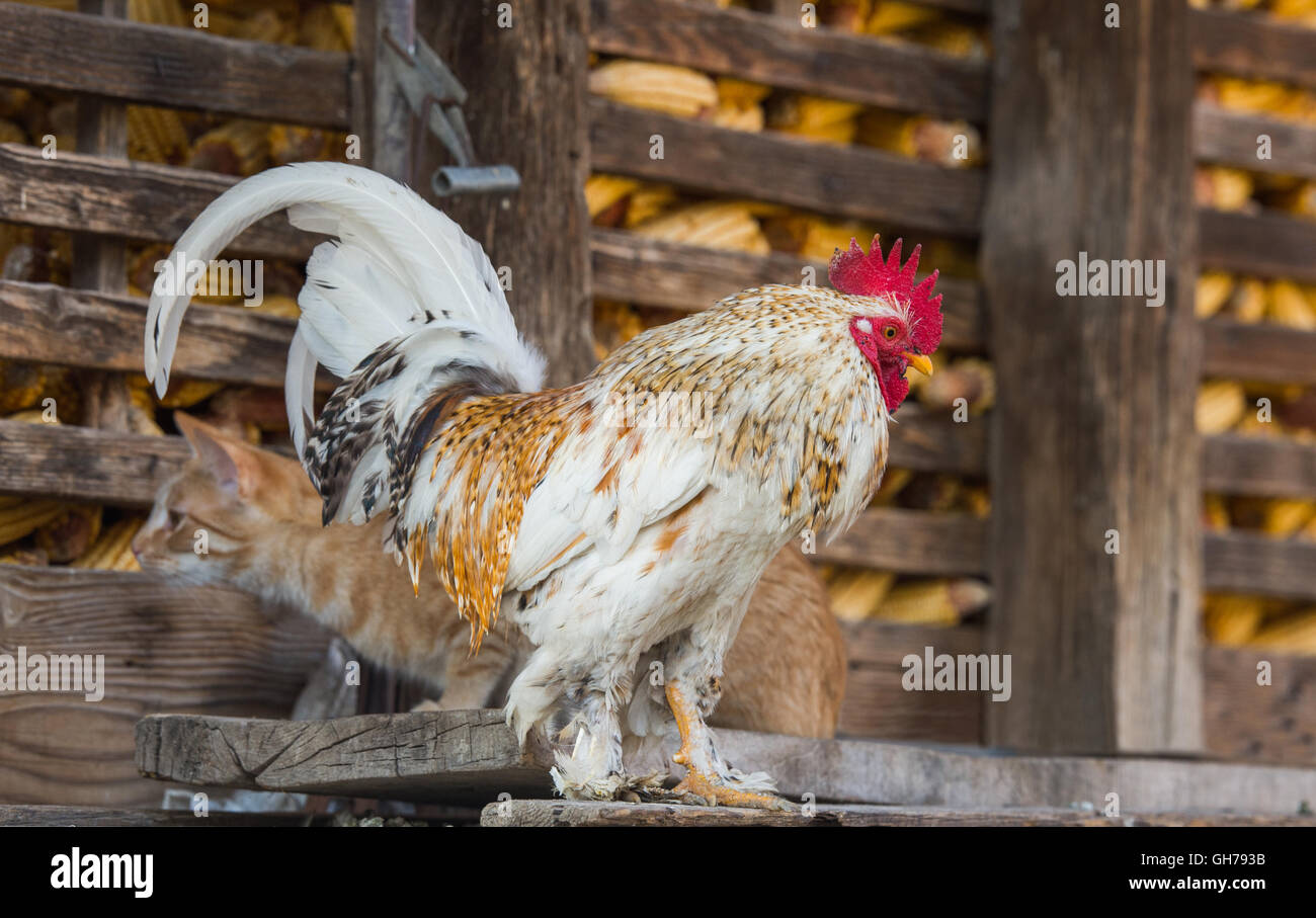 Gato y el gallo de la granja Foto de stock