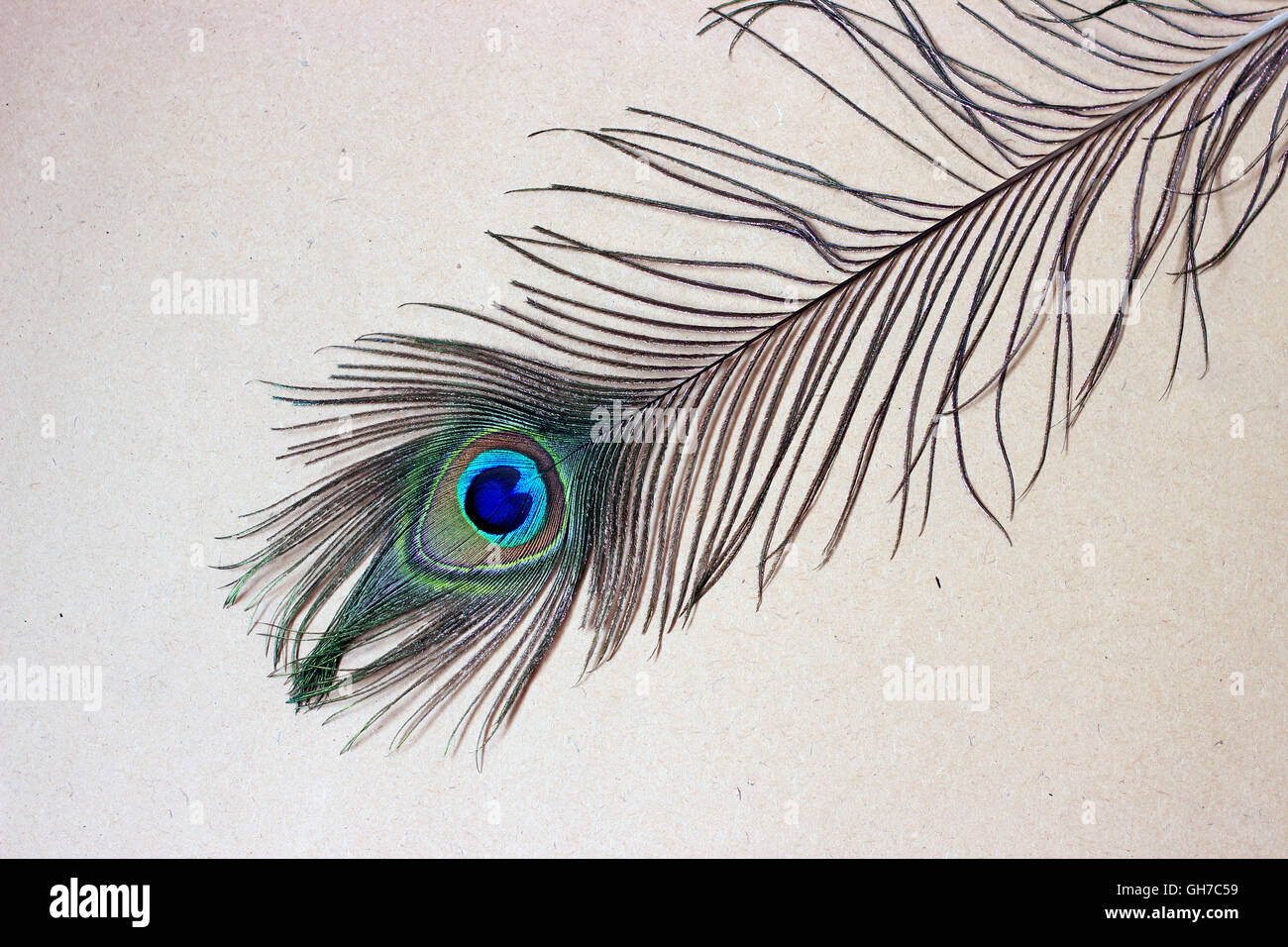 Ojo de plumas de pavo real. Peacock tail feather sobre fondo de madera  Fotografía de stock - Alamy