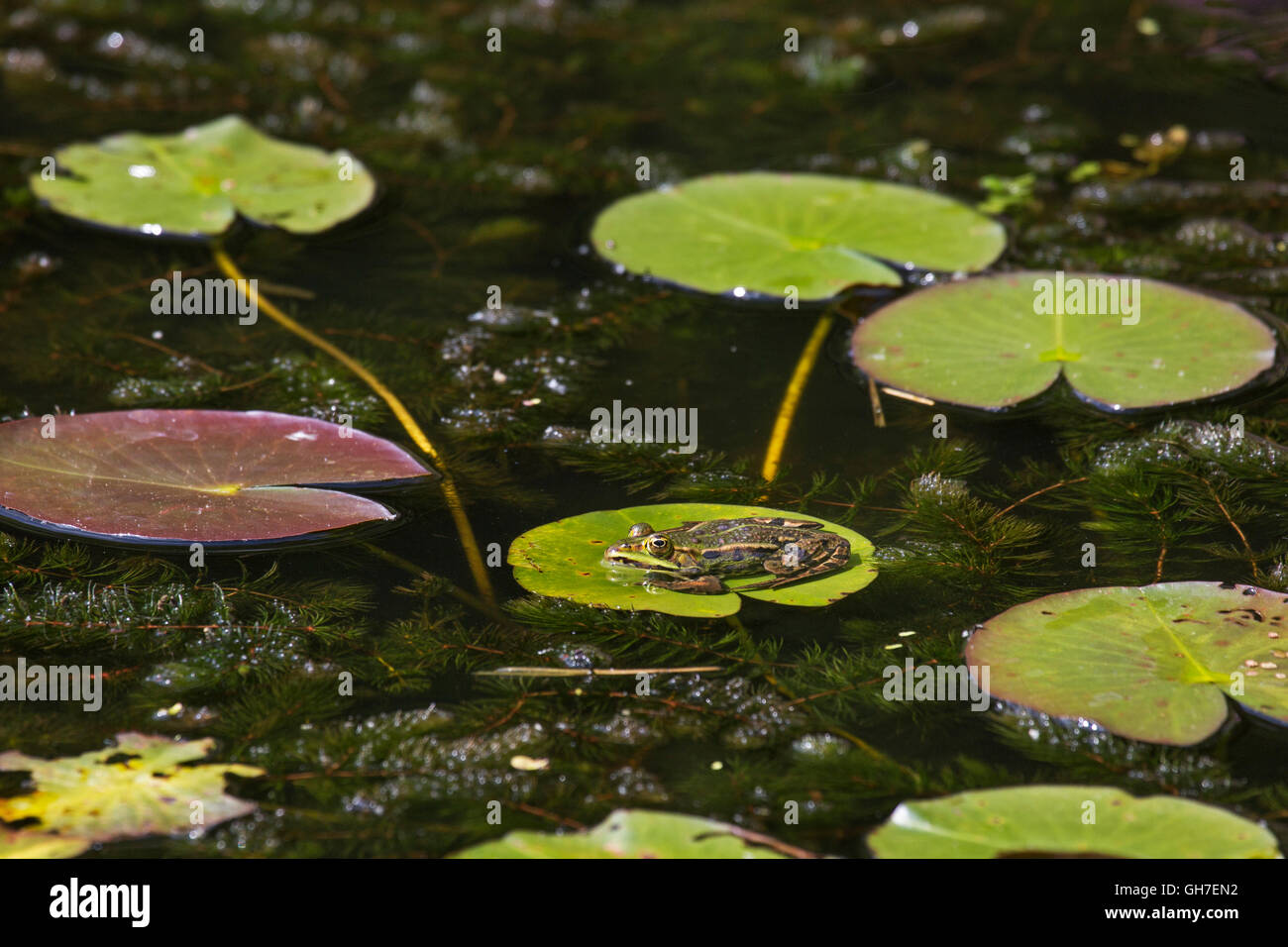 Ranas comestibles / verde rana (Pelophylax kl. esculentus / kl. Rana esculenta) sentado sobre hojas de waterlily flotantes en el estanque Foto de stock