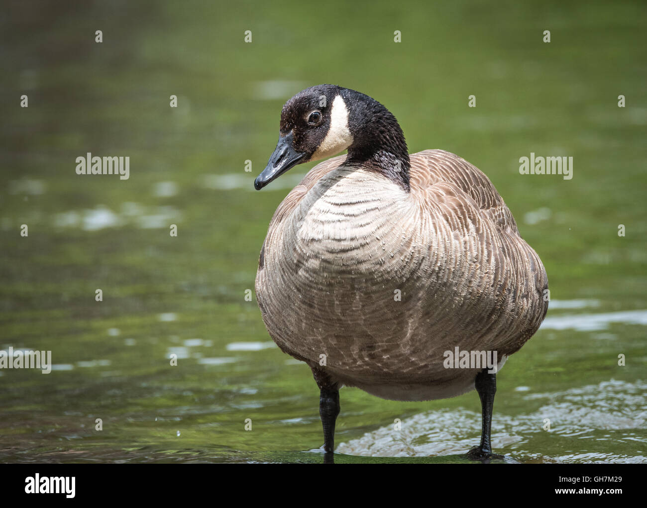 Canadá Goose asoleándose a sí mismo sobre una roca en el río Ottawa. Las grandes aves acuáticas en primavera. Foto de stock