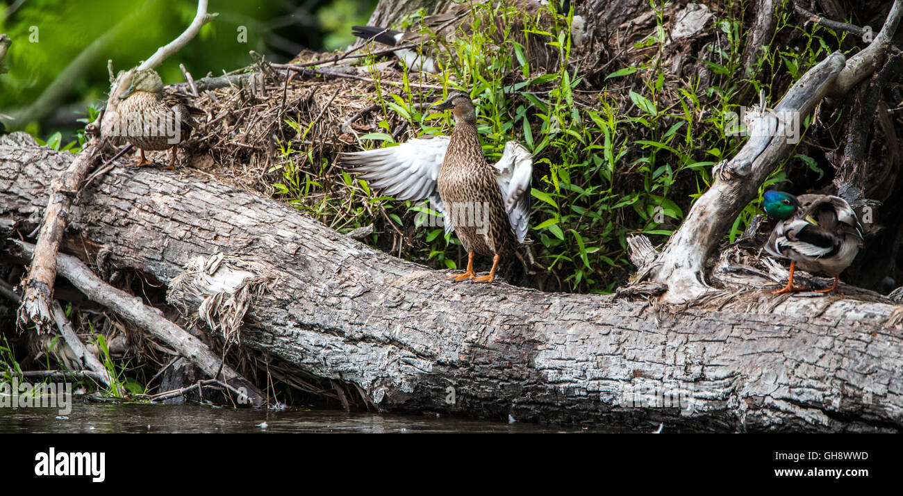 Ánade real hembra. (Anas platyrhynchos) se levanta sobre un registro y colgajos de sus alas. Foto de stock