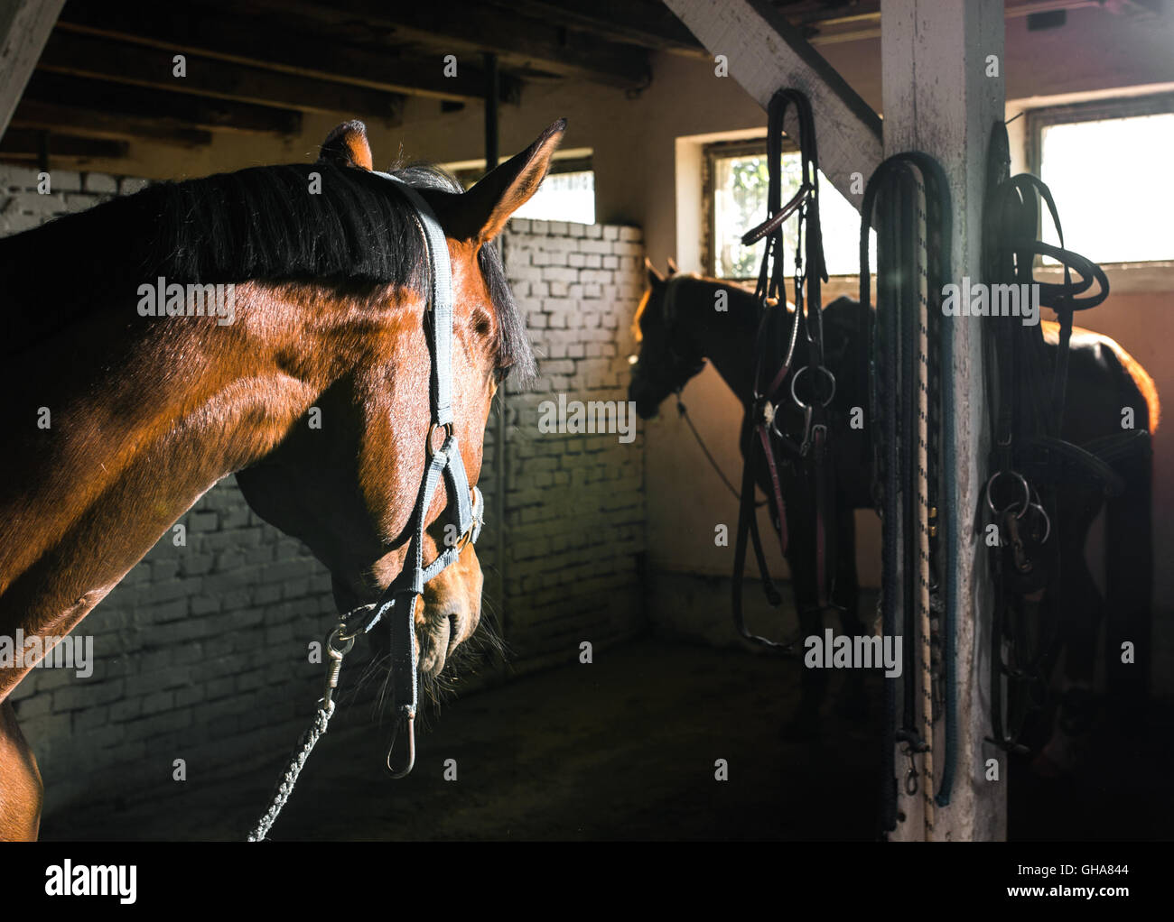 Close-up de retrato en el establo de caballos Foto de stock