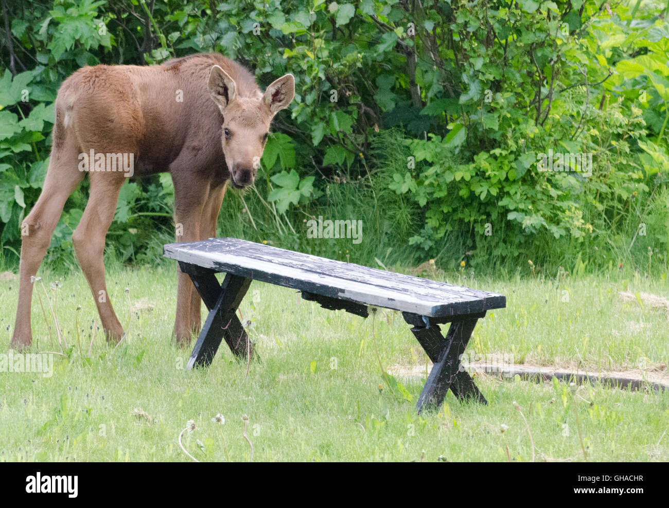 Moose ternero desprotege un banco de picnic Foto de stock