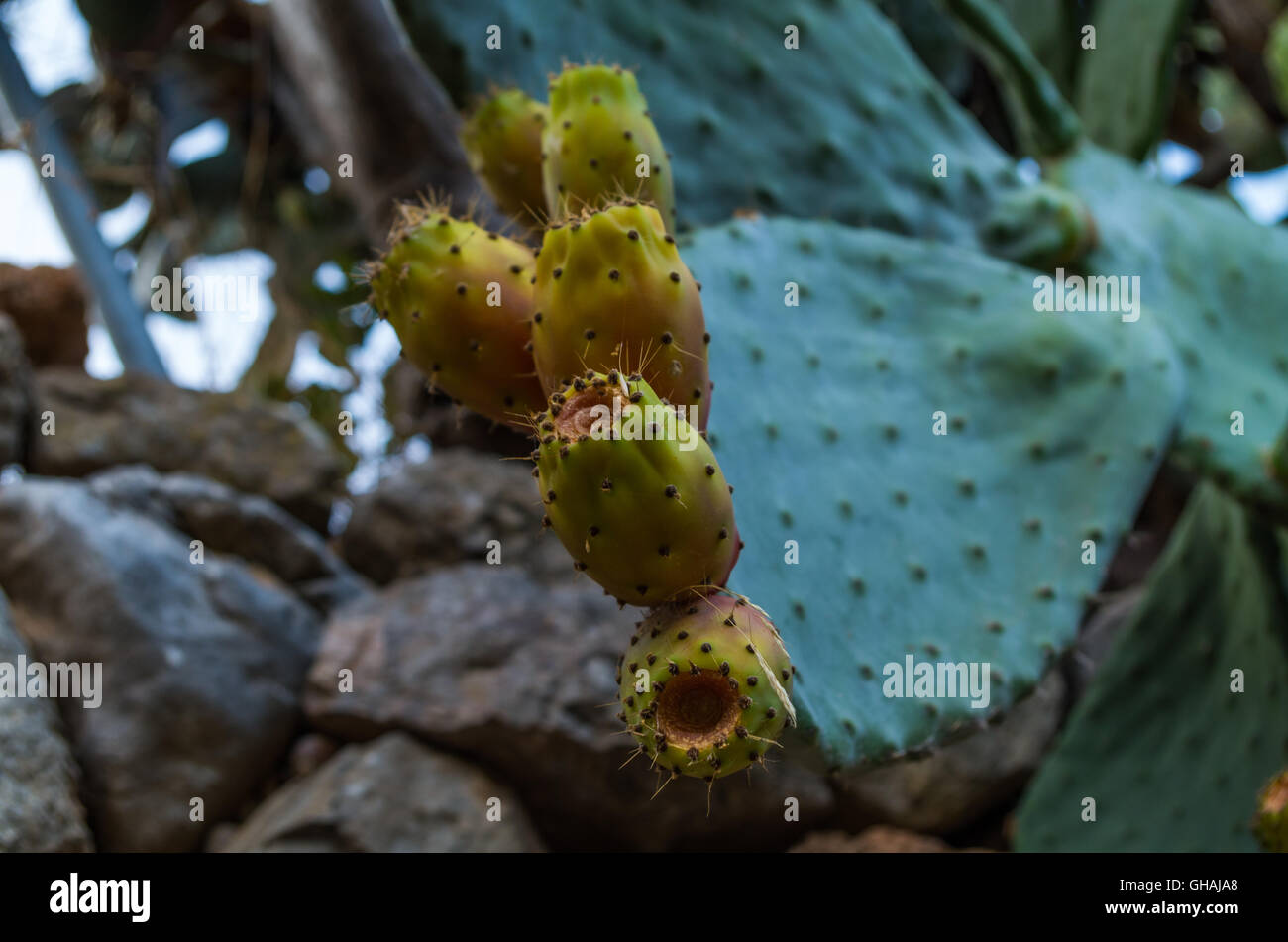 Close-up de cactus higos en Mallorca, España, Islas Ballearic Foto de stock