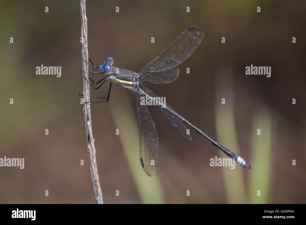 Un hombre grande, Spreadwing Archilestes grandis, encaramado sobre el territorio Foto de stock