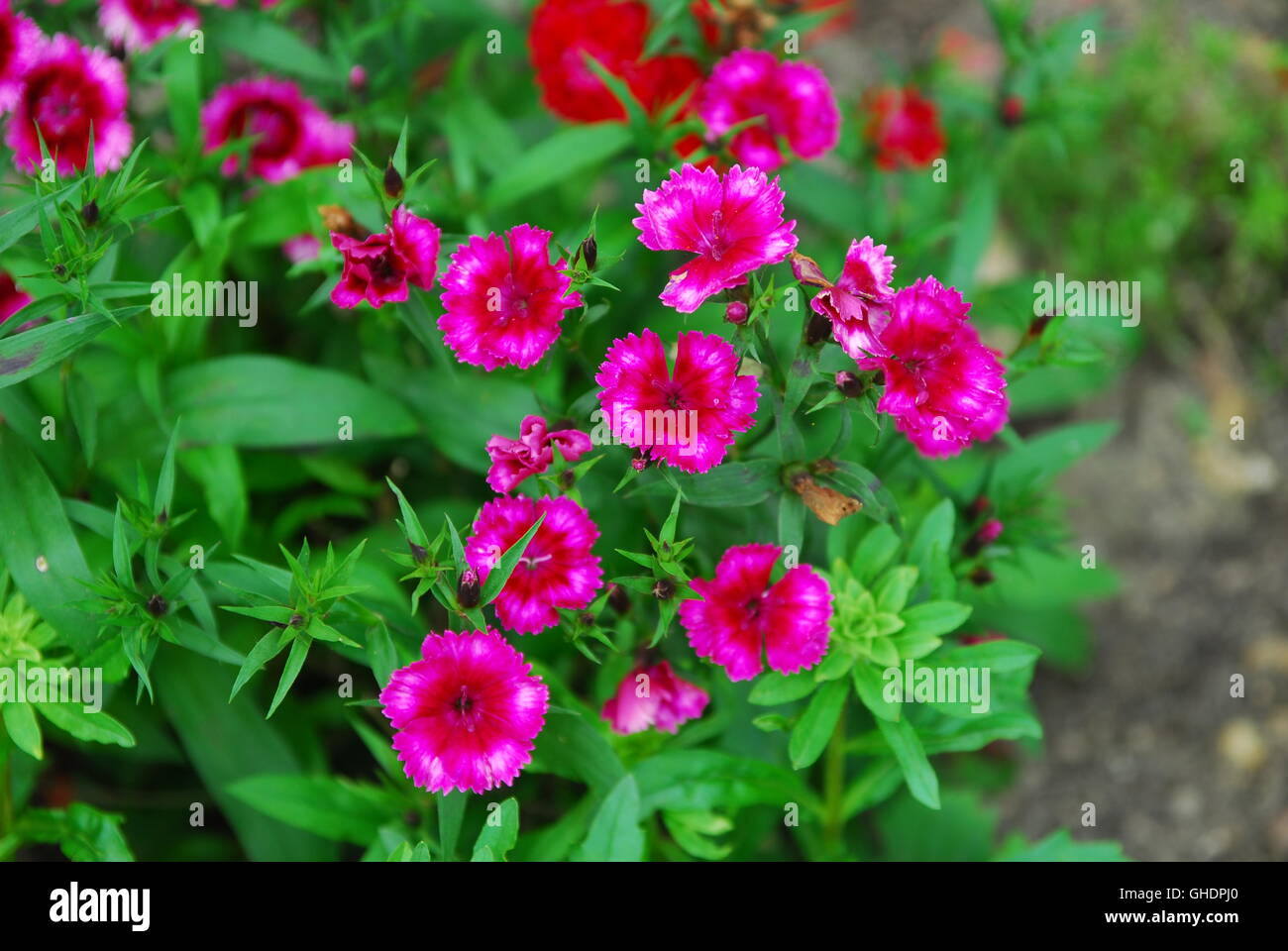 Rosa, dianthus carthusianorum cartujo Foto de stock