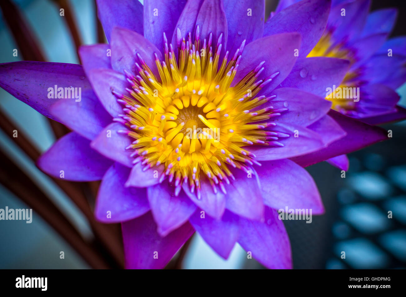 Flor De Loto Azul Cerrar Fotografía De Stock Alamy