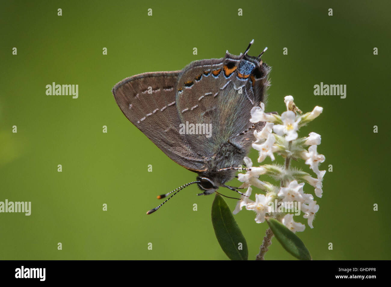 Norte de roble, Satyrium Hairstreak nectaring favonius, sobre una flor blanca Foto de stock