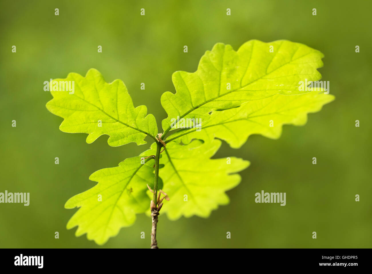 Inglés retoño de roble Quercus robur UK Foto de stock