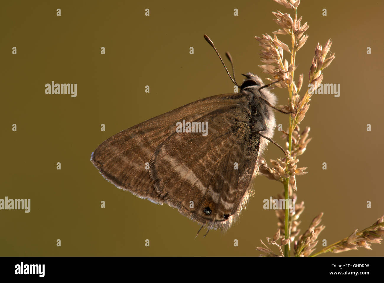 Larga cola mariposa azul Lampides boeticus Foto de stock