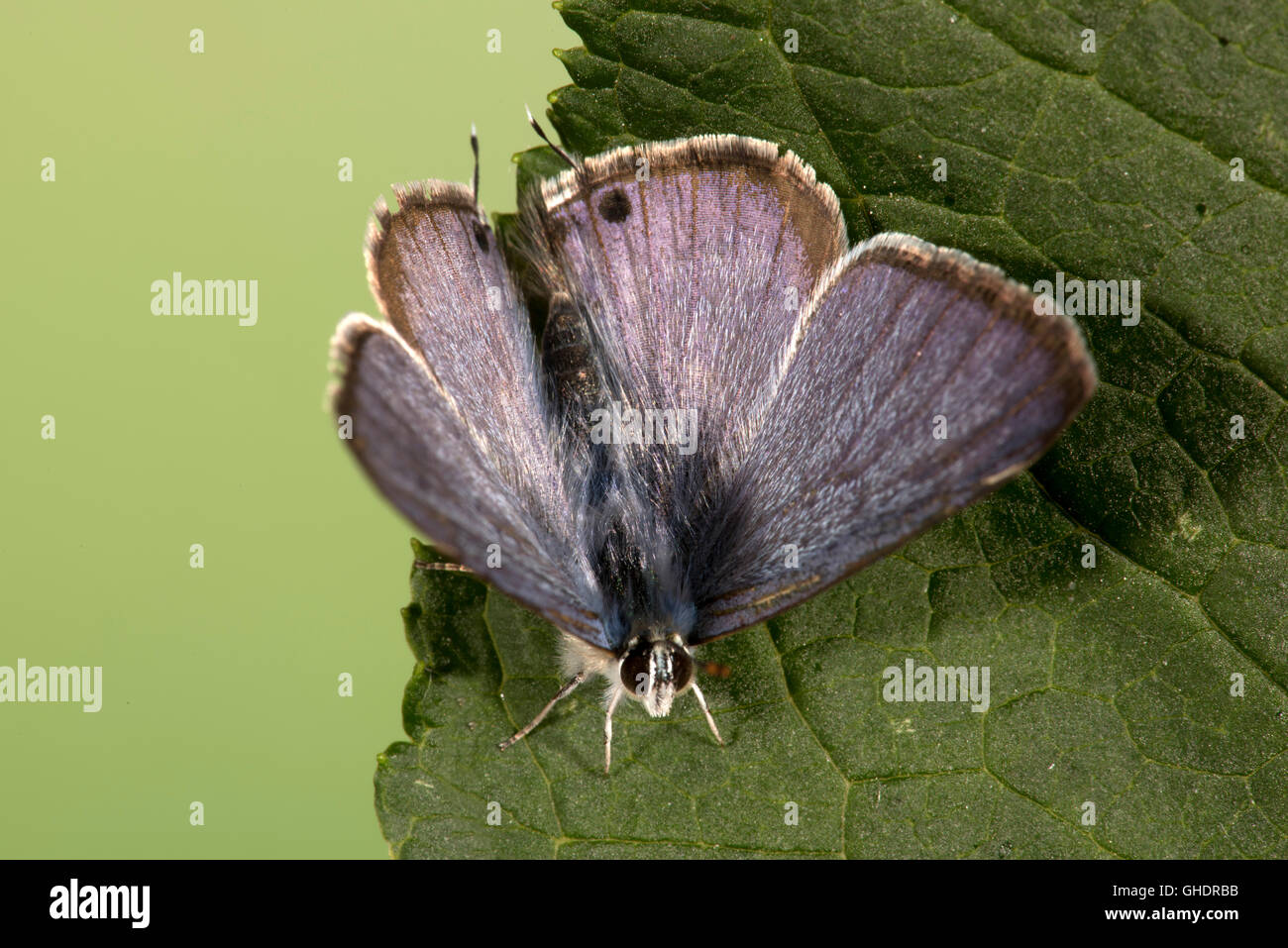 Larga cola mariposa azul Lampides boeticus Foto de stock