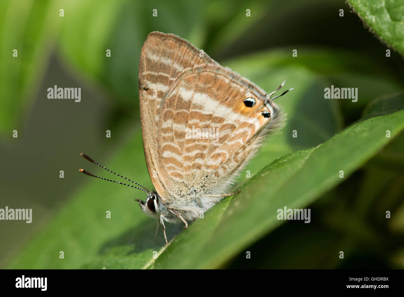 Larga cola mariposa azul Lampides boeticus Foto de stock