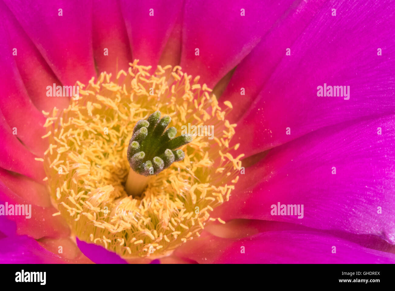 De cerca una fresa magenta brillante cactus flower Foto de stock