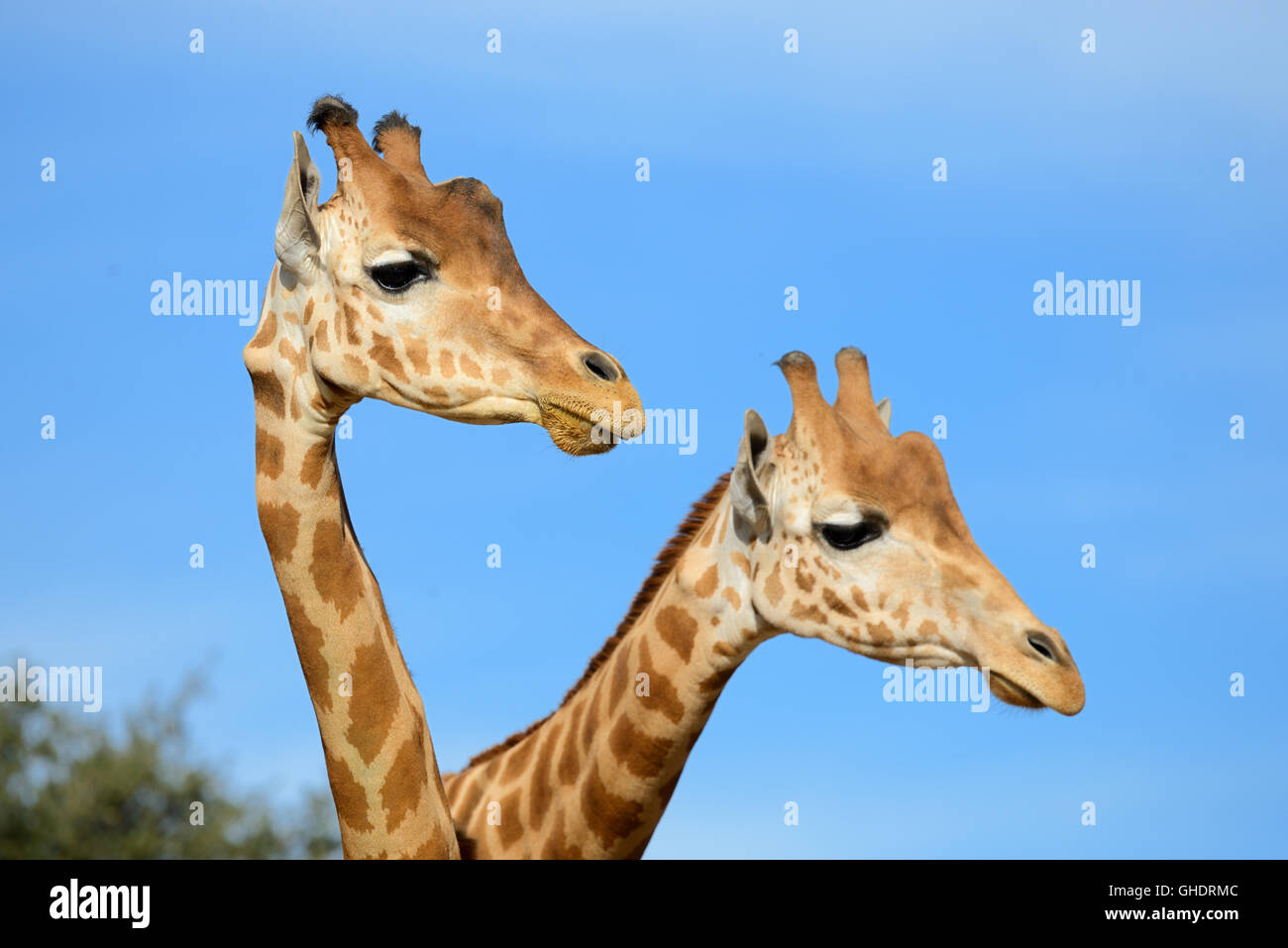 Par de jirafas reticulado o somalí de jirafas, Giraffa camelopardalis reticulata Foto de stock