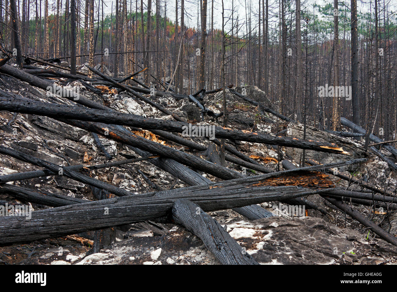 Los troncos de los árboles carbonizados y tierra quemada quemado por incendios forestales, el Parque Nacional de Jasper, Alberta, Canadá Foto de stock