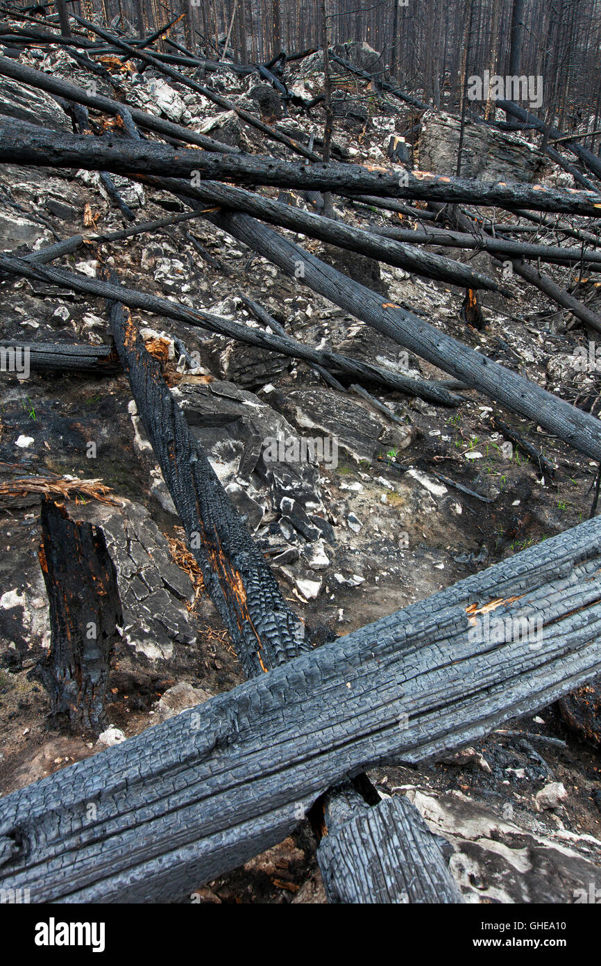 Los troncos de los árboles carbonizados y tierra quemada quemado por incendios forestales, el Parque Nacional de Jasper, Alberta, Canadá Foto de stock