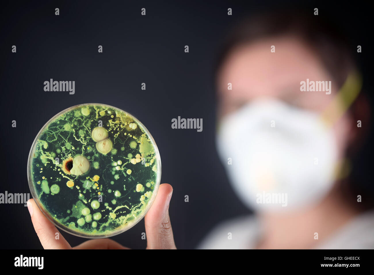 Examen de bacterias en una placa de Petri Foto de stock