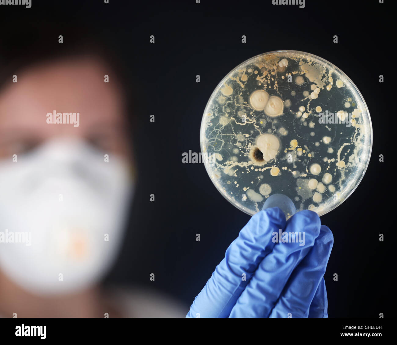 Examen de bacterias en una placa de Petri Foto de stock