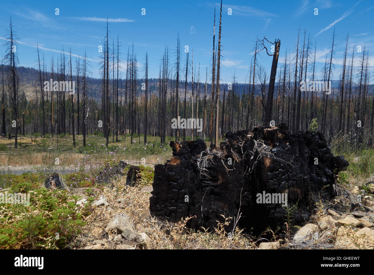 Bosque Quemado Eeuu Fotos e Imágenes de stock Alamy