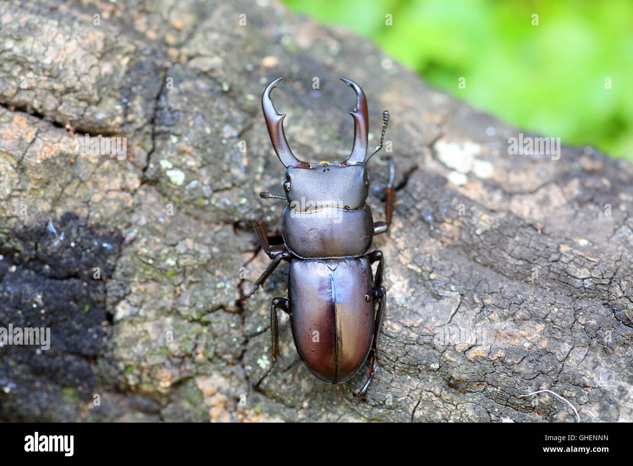 Rectus stag beetle (Dorcus rectus) en Japón Foto de stock