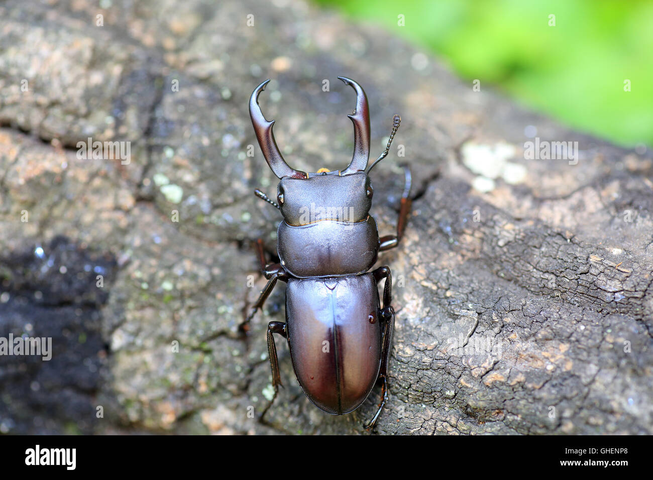 Rectus stag beetle (Dorcus rectus) en Japón Foto de stock