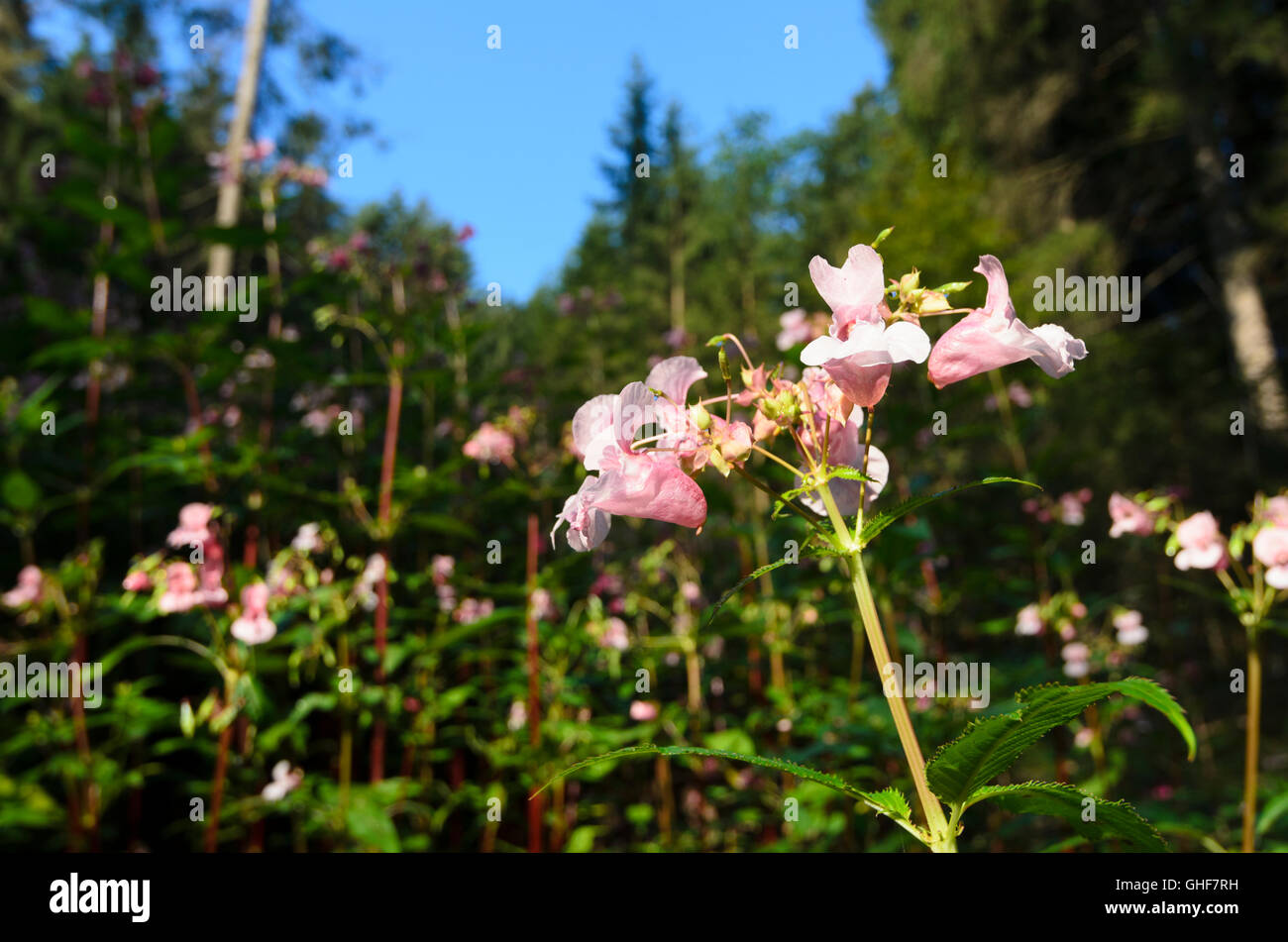 Bálsamo del Himalaya ( Impatiens glandulifera ) , también conocido como bálsamo indio , una especie invasora ( neófito ), Austria Foto de stock