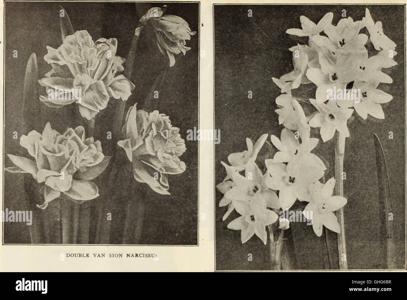 Dreer's Wholesale price list - Bulbos plantas floristerías floristerías semillas de flores por floristas de fungicidas, fertilizantes, insecticidas, aperos, etc (1912) Foto de stock