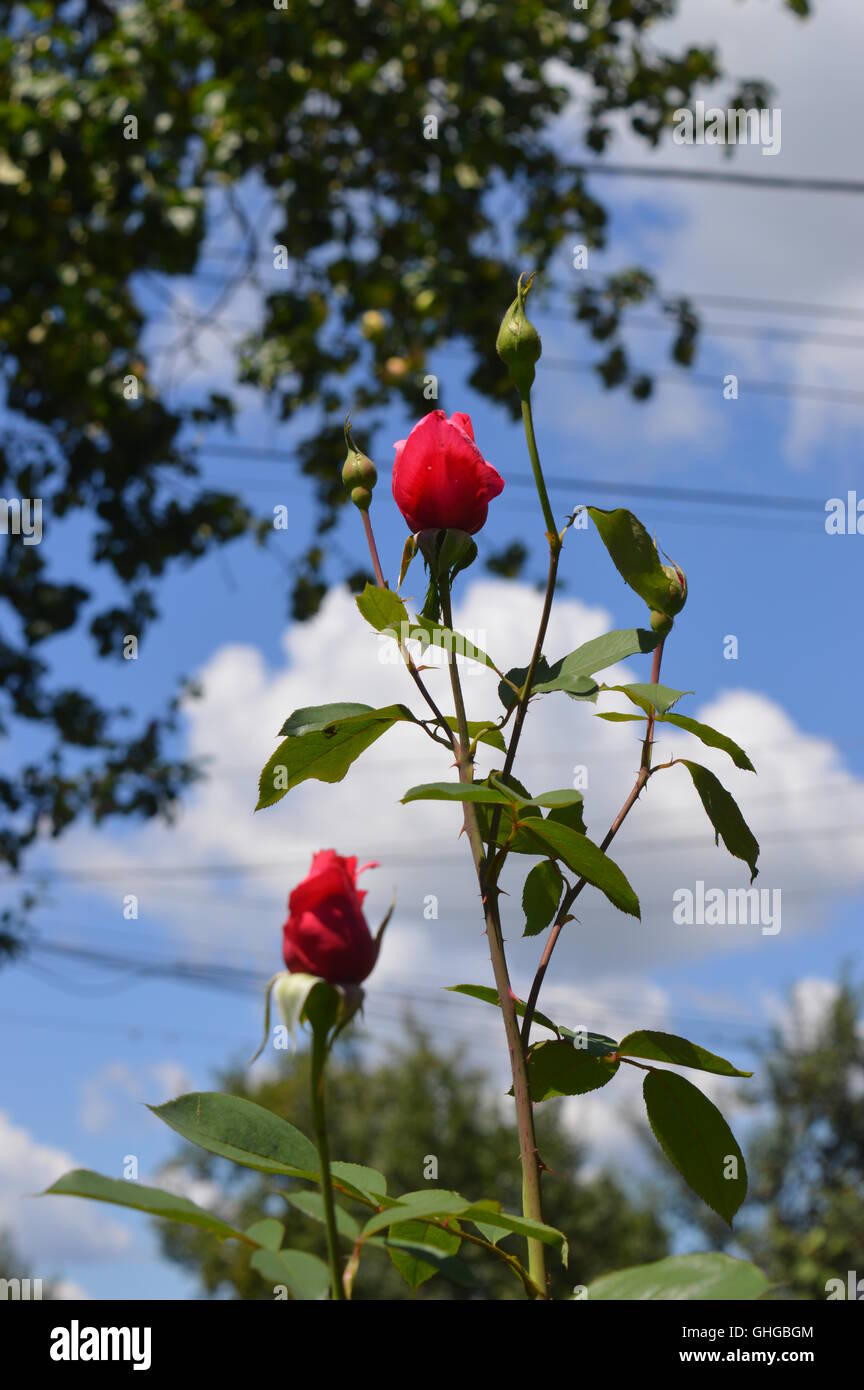  Pétalos de rosa secos y capullos de rosas – rojo