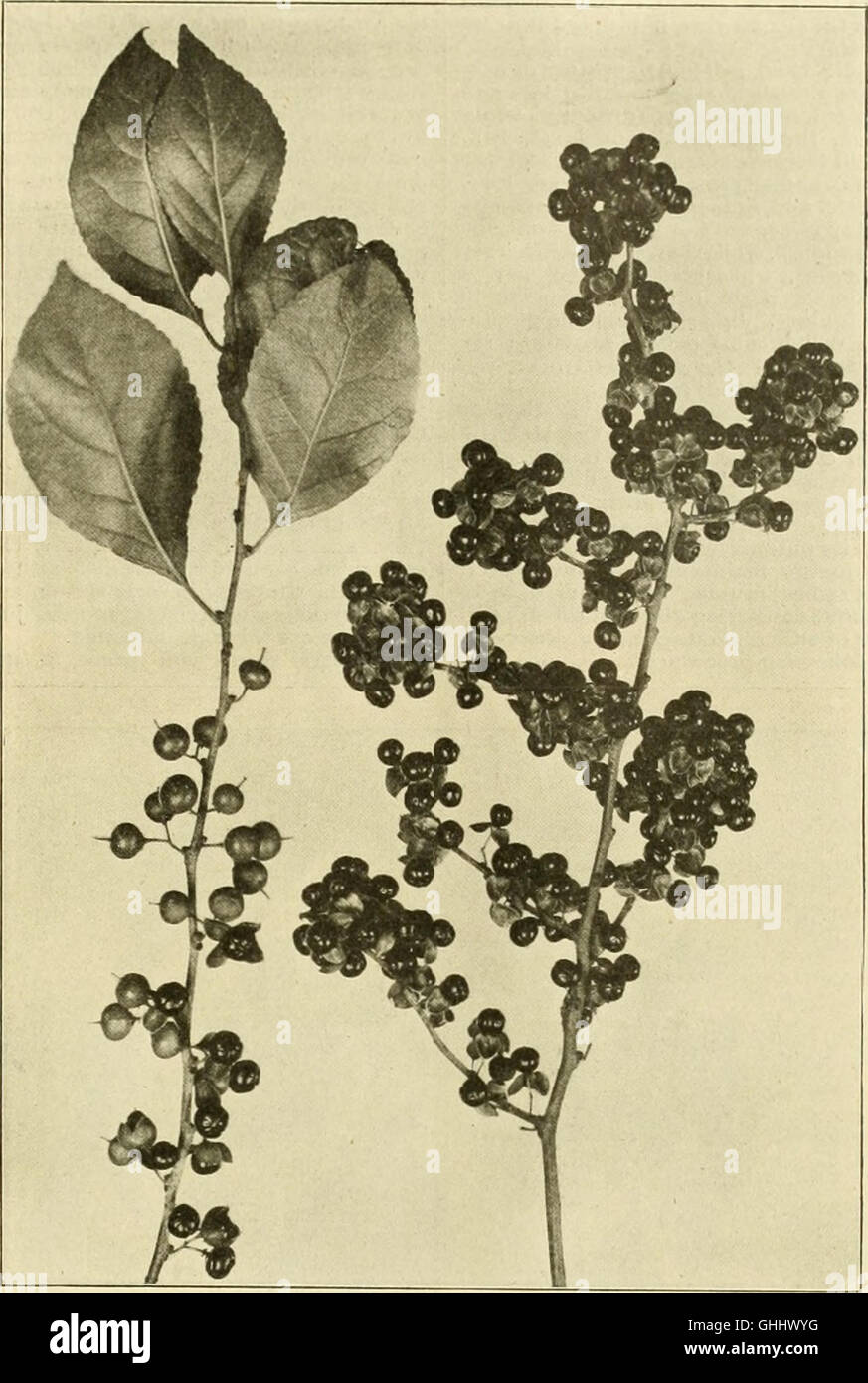 La florería americana - una revista semanal para el comercio (1901) Foto de stock