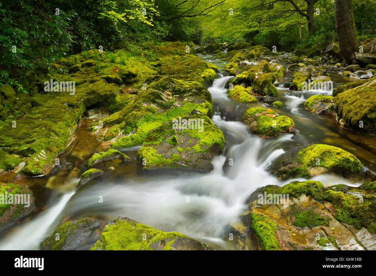 El Río Shimna en Tollymore Park en Irlanda del Norte. Foto de stock