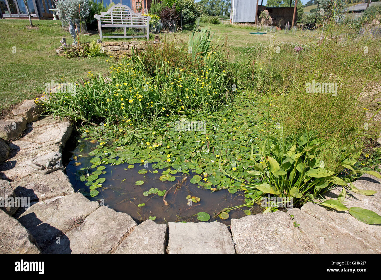Jardín salvaje estanque con nenúfares y otras plantas acuáticas en Lower Garden de ecohouse Mickleton UK Foto de stock