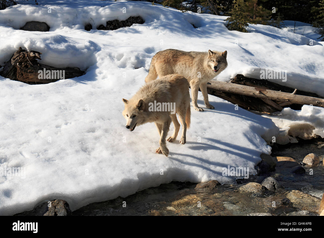 Cerca de un arroyo de bosque, lobos caminar con los visitantes durante una visita guiada a pie de lobo cerca de Golden BC. Foto de stock