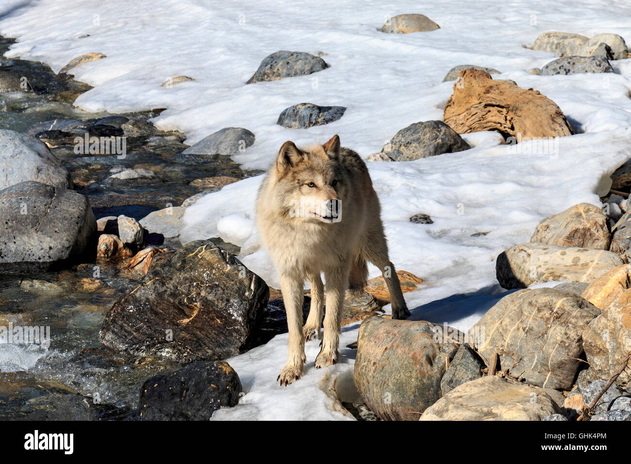 Cerca de un arroyo de bosque, lobos caminar con los visitantes durante una visita guiada a pie de lobo cerca de Golden BC. Foto de stock