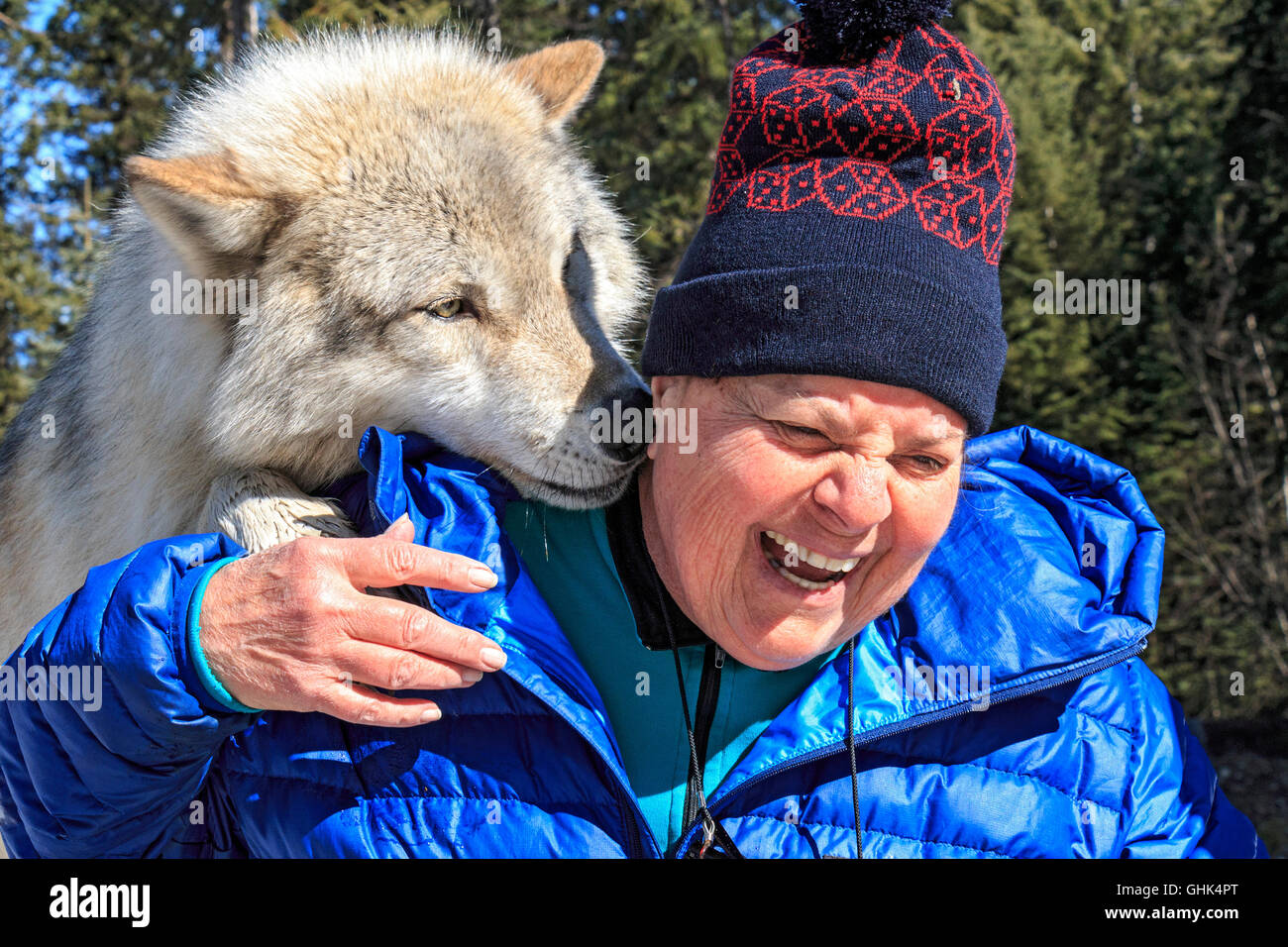 Mujer cumple Scrappy Dave, uno de los lobos en un lobo guiada caminando por el bosque con Northern Lights Wolf Centre Foto de stock