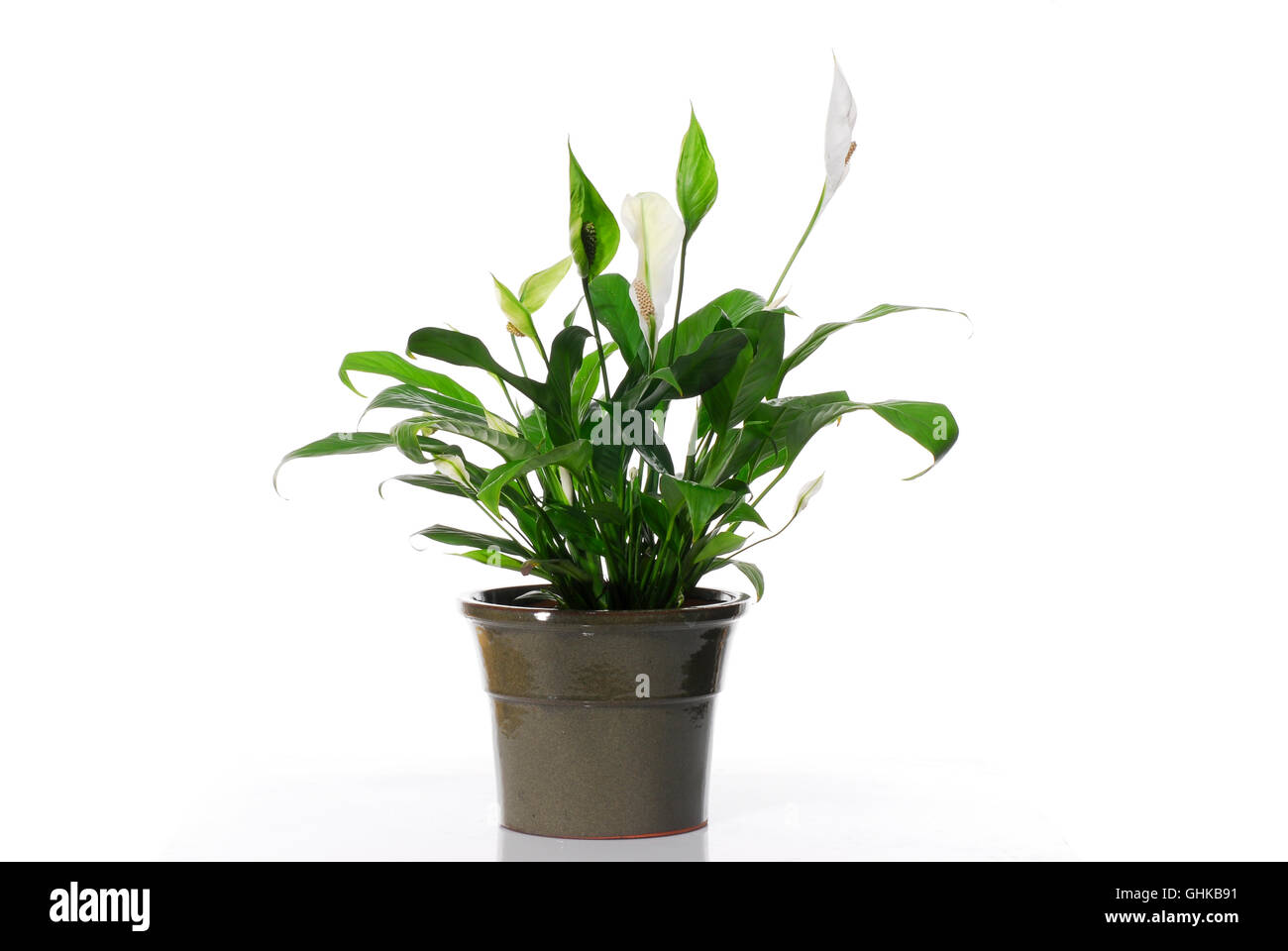 Spathiphyllum cochlearispathum (lirio de la Paz) sobre fondo blanco. Foto de stock