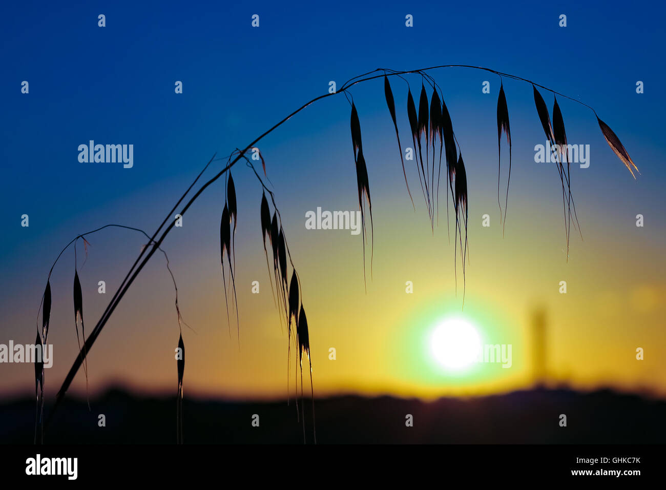 Los cereales silvestres en sunset antecedentes Foto de stock