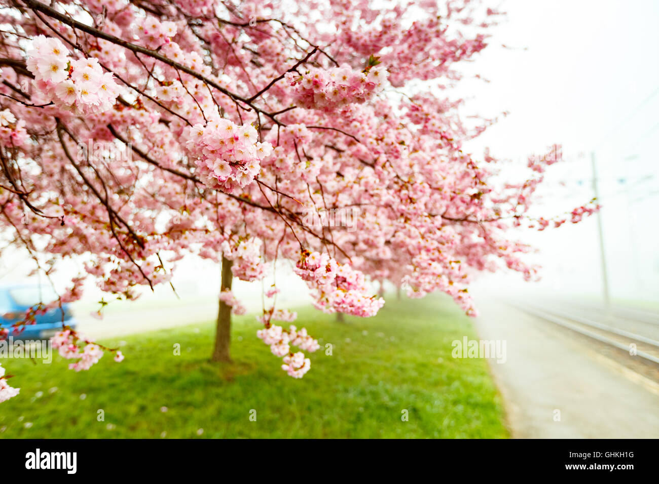 Sakura o Flor de Cerezo con hermosas antecedentes Foto de stock