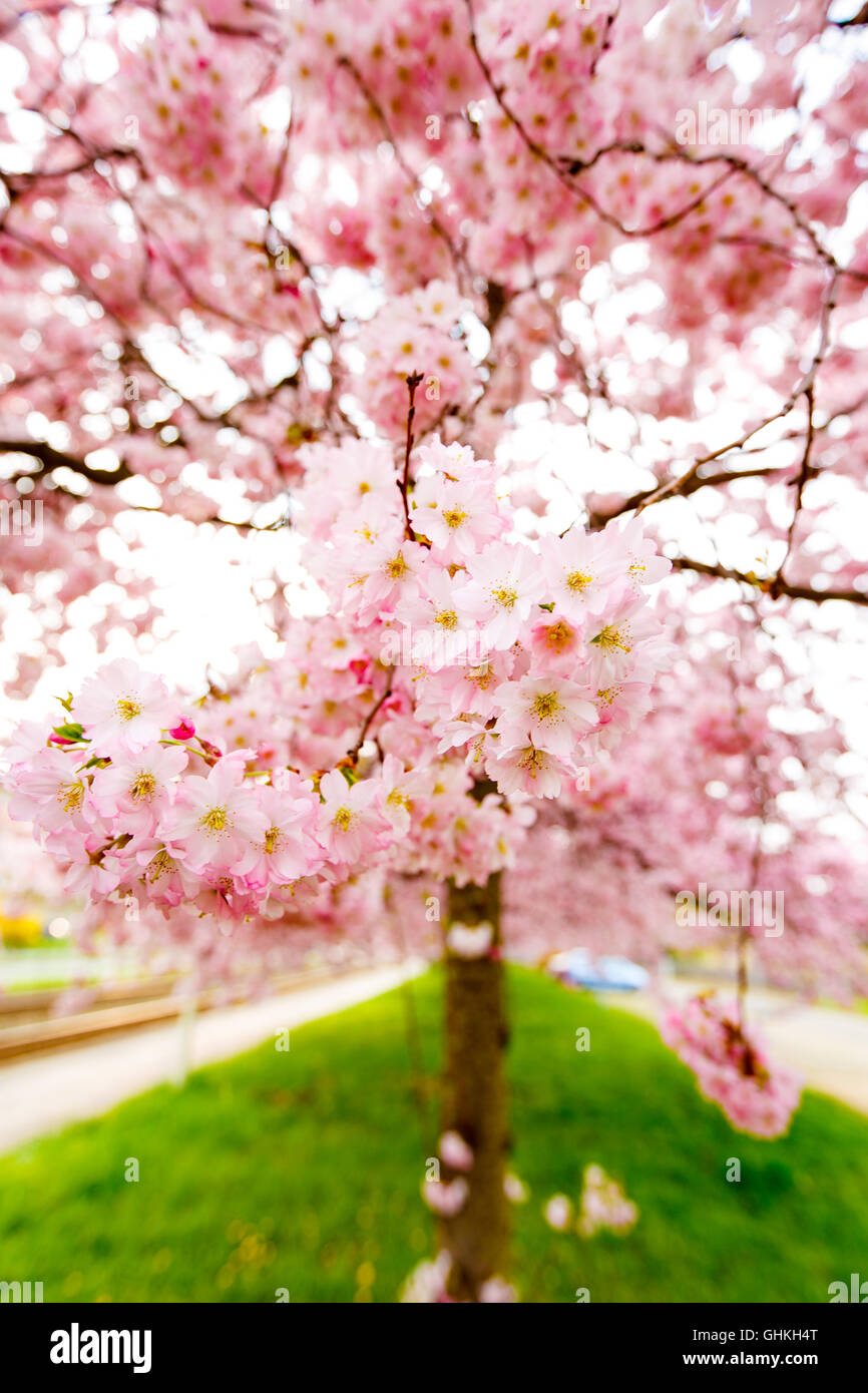 Sakura o Flor de Cerezo con hermosas antecedentes Foto de stock