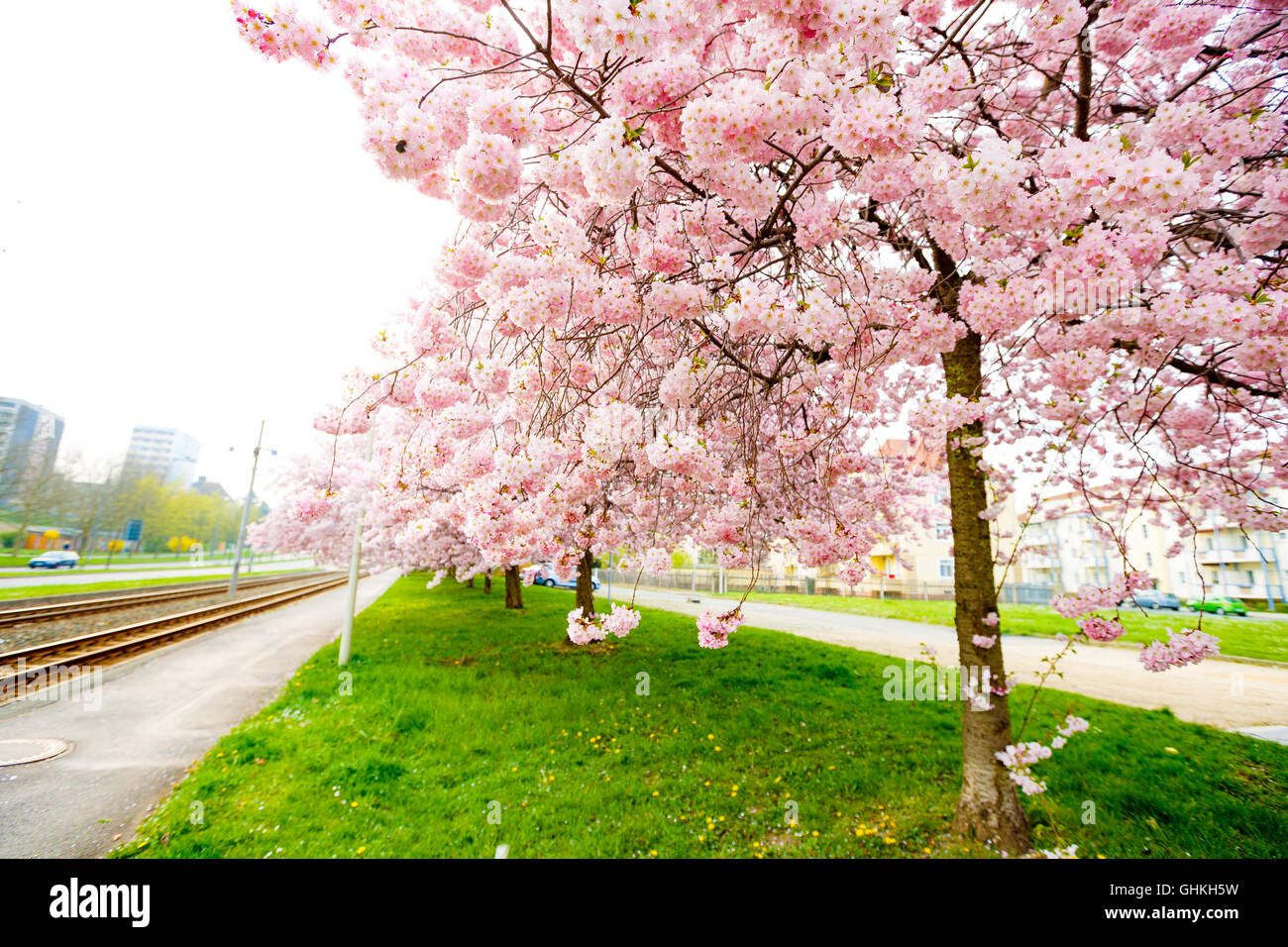 Sakura o Flor de Cerezo con hermosas antecedentes Foto de stock