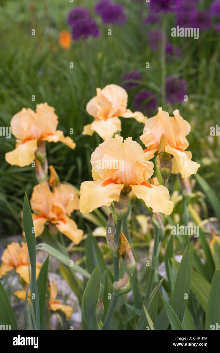 'Iris Piroska' creciendo en un jardín inglés. Foto de stock