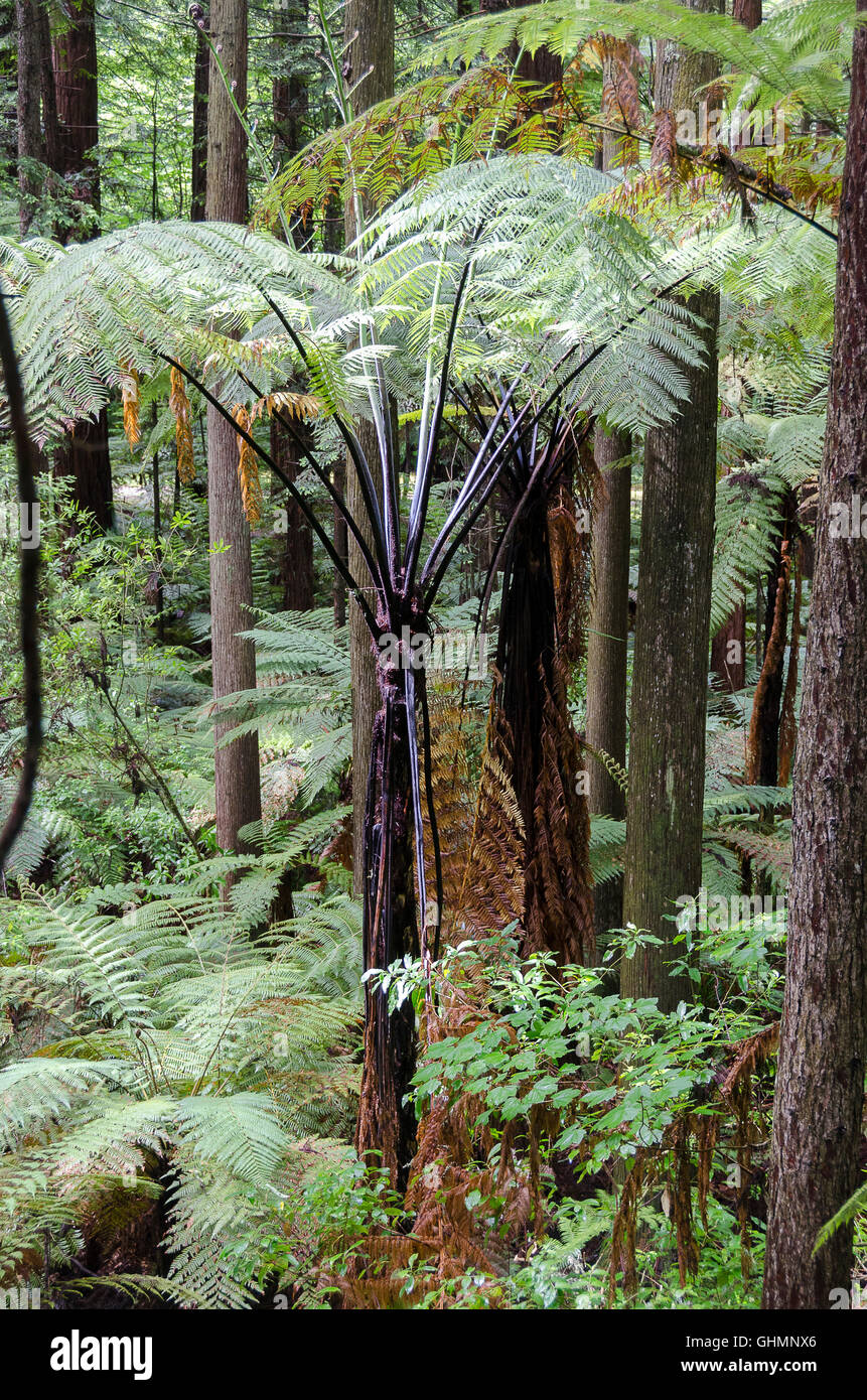 Helechos arborescentes en el bosque de pinos, en Rotorua, Isla del Norte, Nueva Zelanda Foto de stock