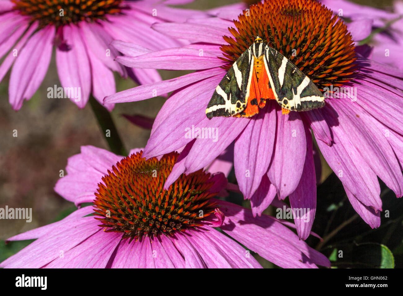 Flores, mariposas Tigre Jersey Euplagia quadripunctaria en Purple coneflower Echinacea purpurea Magnus Foto de stock