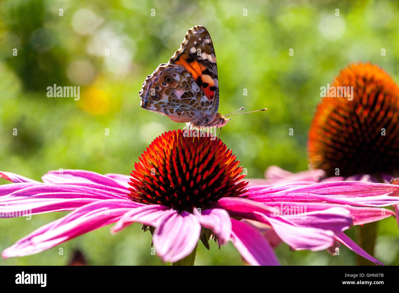 Pintó la mariposa Vanessa cardui en la flor de la conejera púrpura